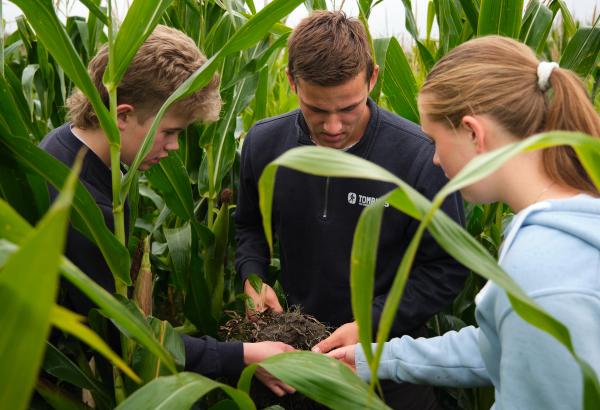 Elever som sjekker ut rotsystemet til mais