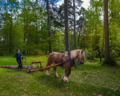Hest som kjører tømmer i skogen. 