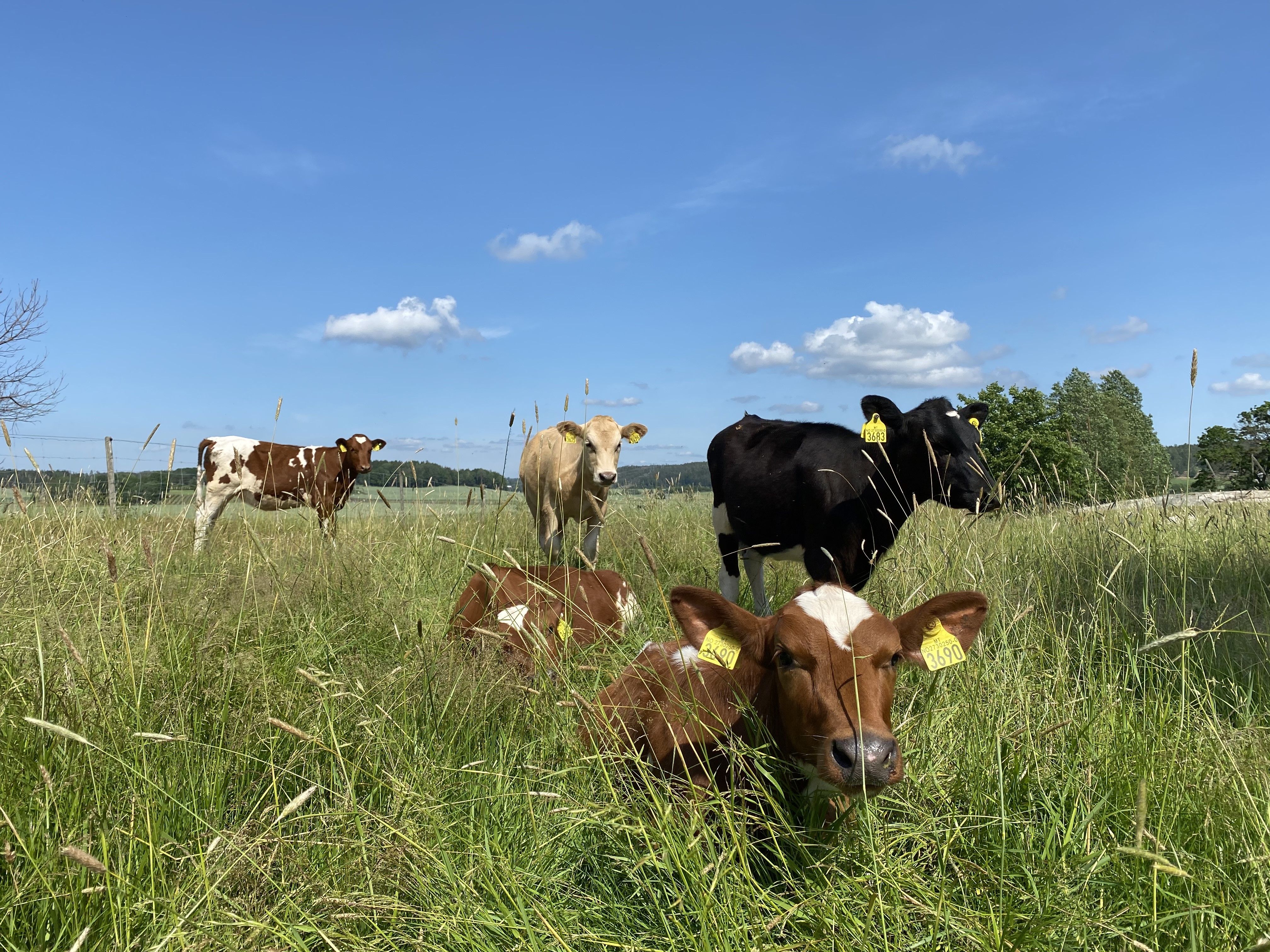 Kalver på grasbeite