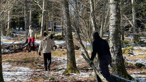 Tre menn drar ut gamle trestokker av skogen