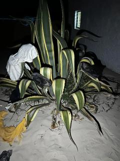 Plante som tørkestativ