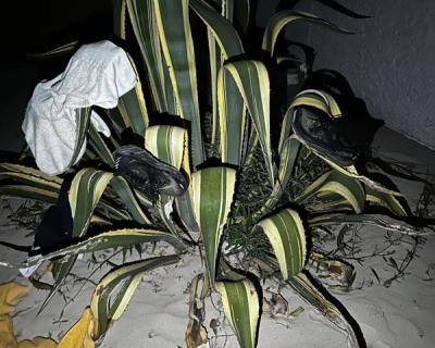 Plante som tørkestativ