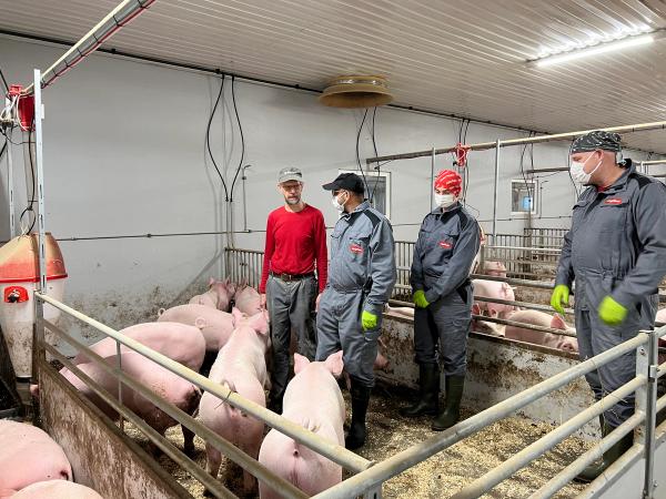 Fire personer står oppi en grisebinge med unggris.
