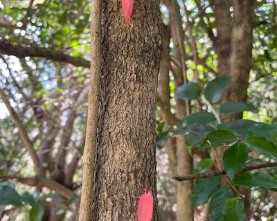 Små, røde insekter .