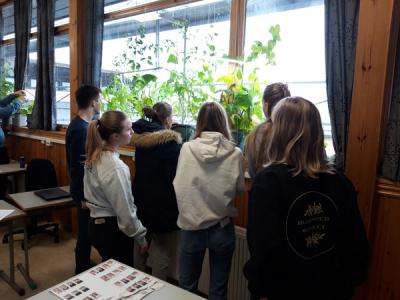 Elever ser på plantene i vinduet