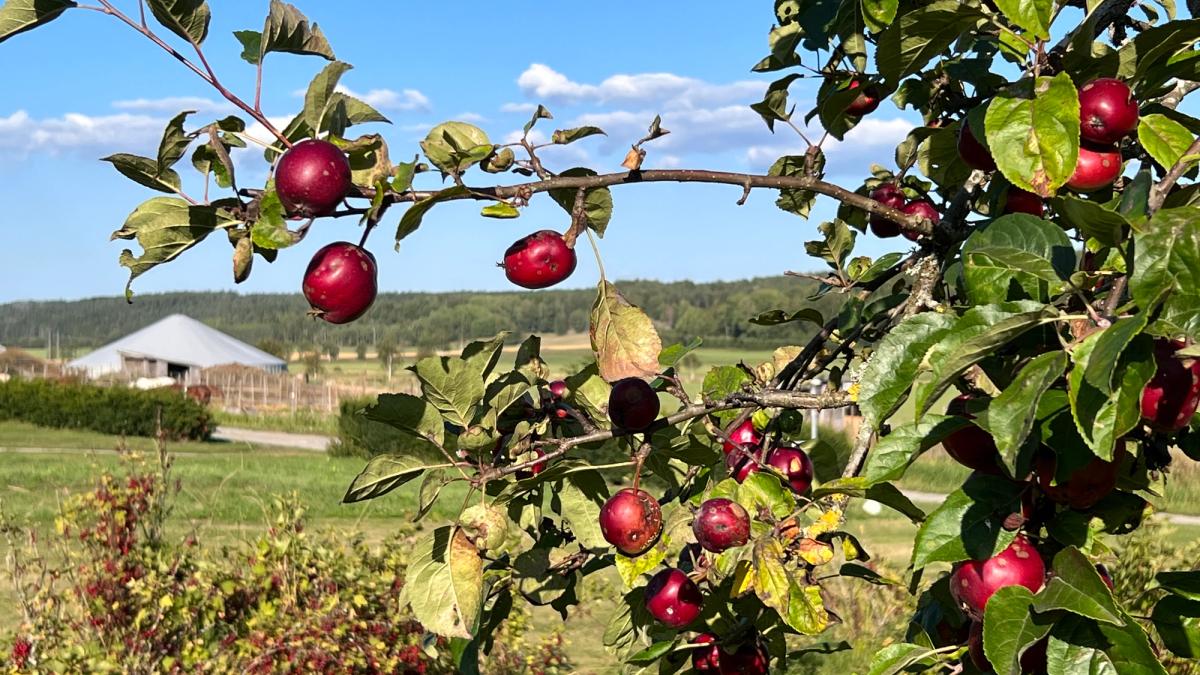 Modne epler på et epletre