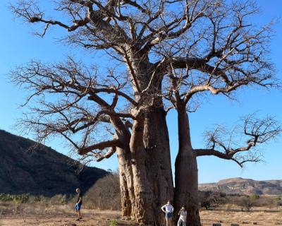 Et stort, vakkert tre.