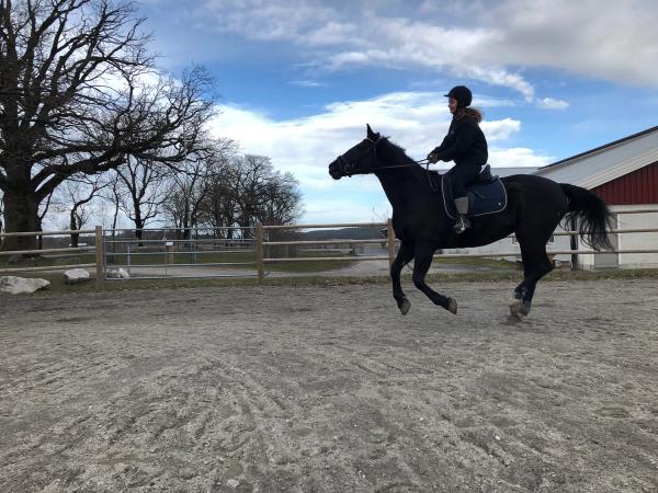 Elev rir hest på ridebane.