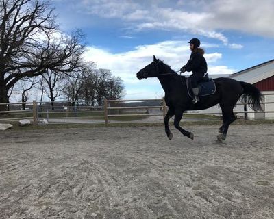 Elev rir hest på ridebane.