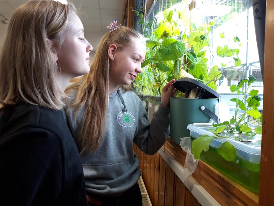 To jenter som ser oppi boksen sin i vinduskarmen