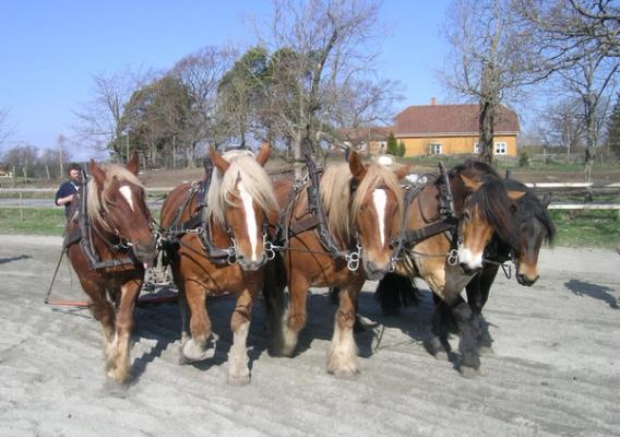 Fem hester på linje trekker samme redskap på en ridebane.