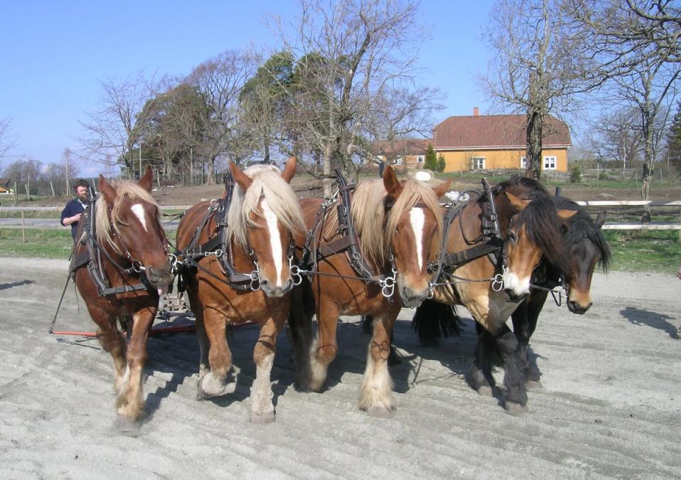 Fem hester på linje trekker samme redskap på en ridebane.