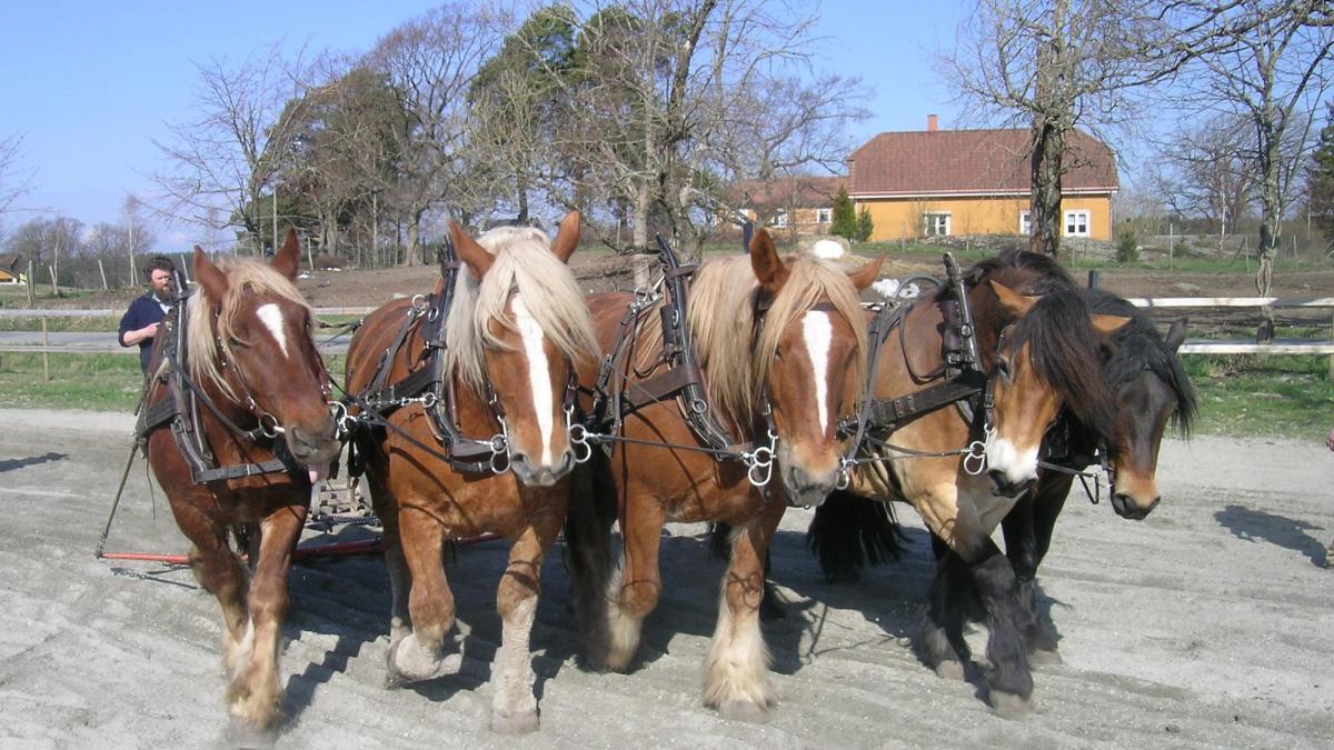 Fem hester på linje trekker samme redskap på en ridebane.