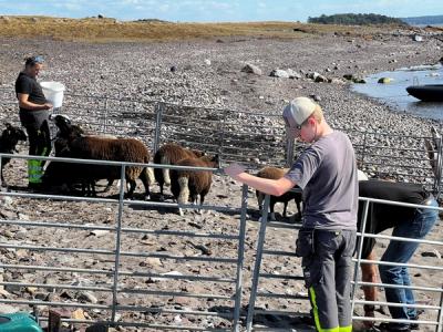 For å samle sauene, setter elever opp et gjerde rundt dem.