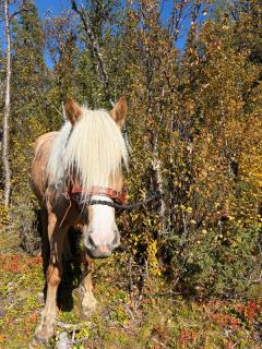 Hest som står ved et tre.