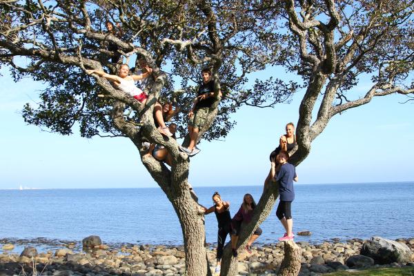 Elever som har klatret opp i et stort tre like ved sjøen.