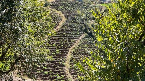 Bilde av et potetfelt