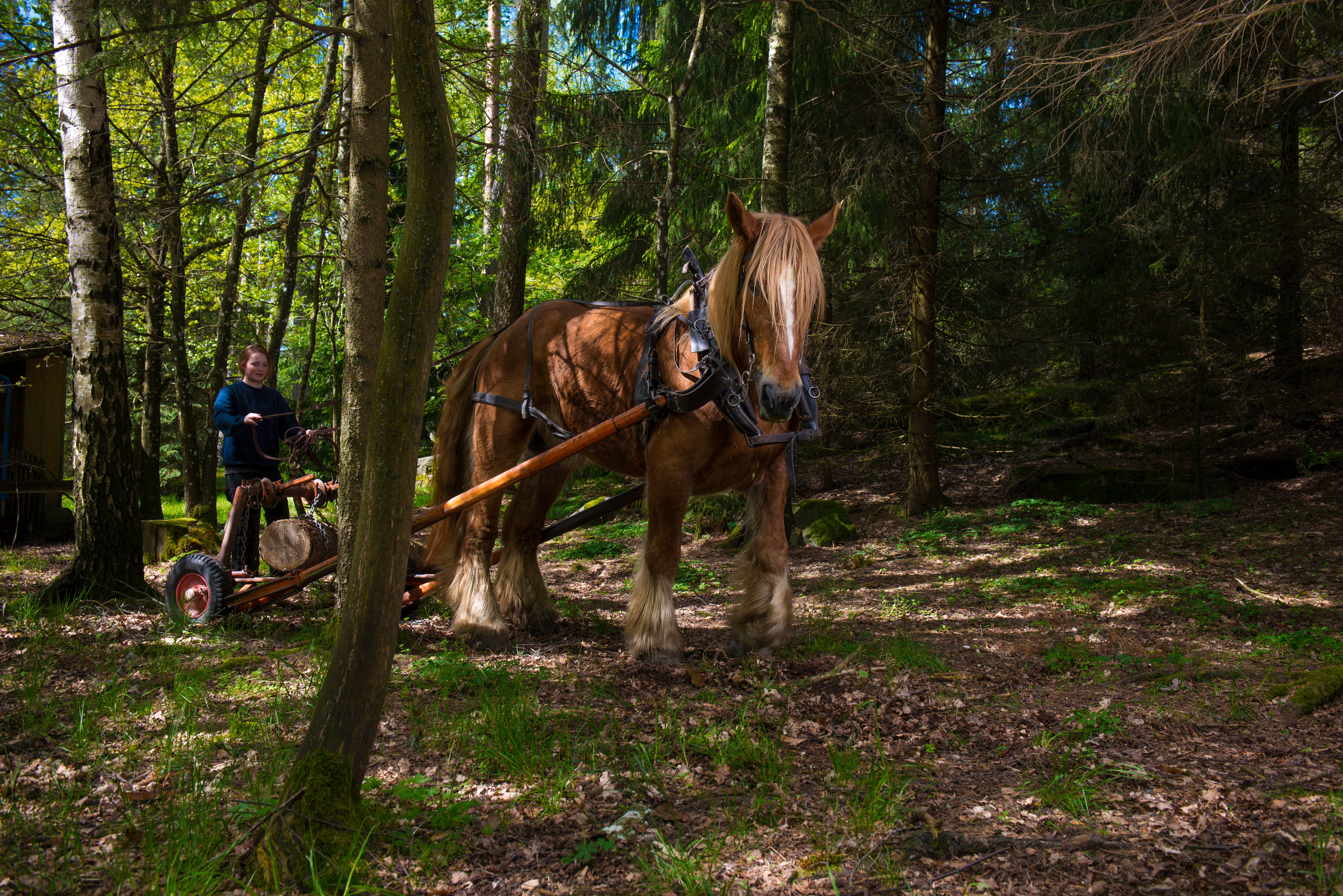 Arbeidshest som trekker tømmer