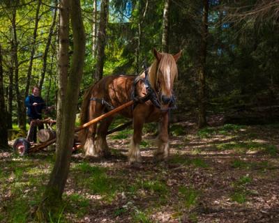 Skogsdrift med hest