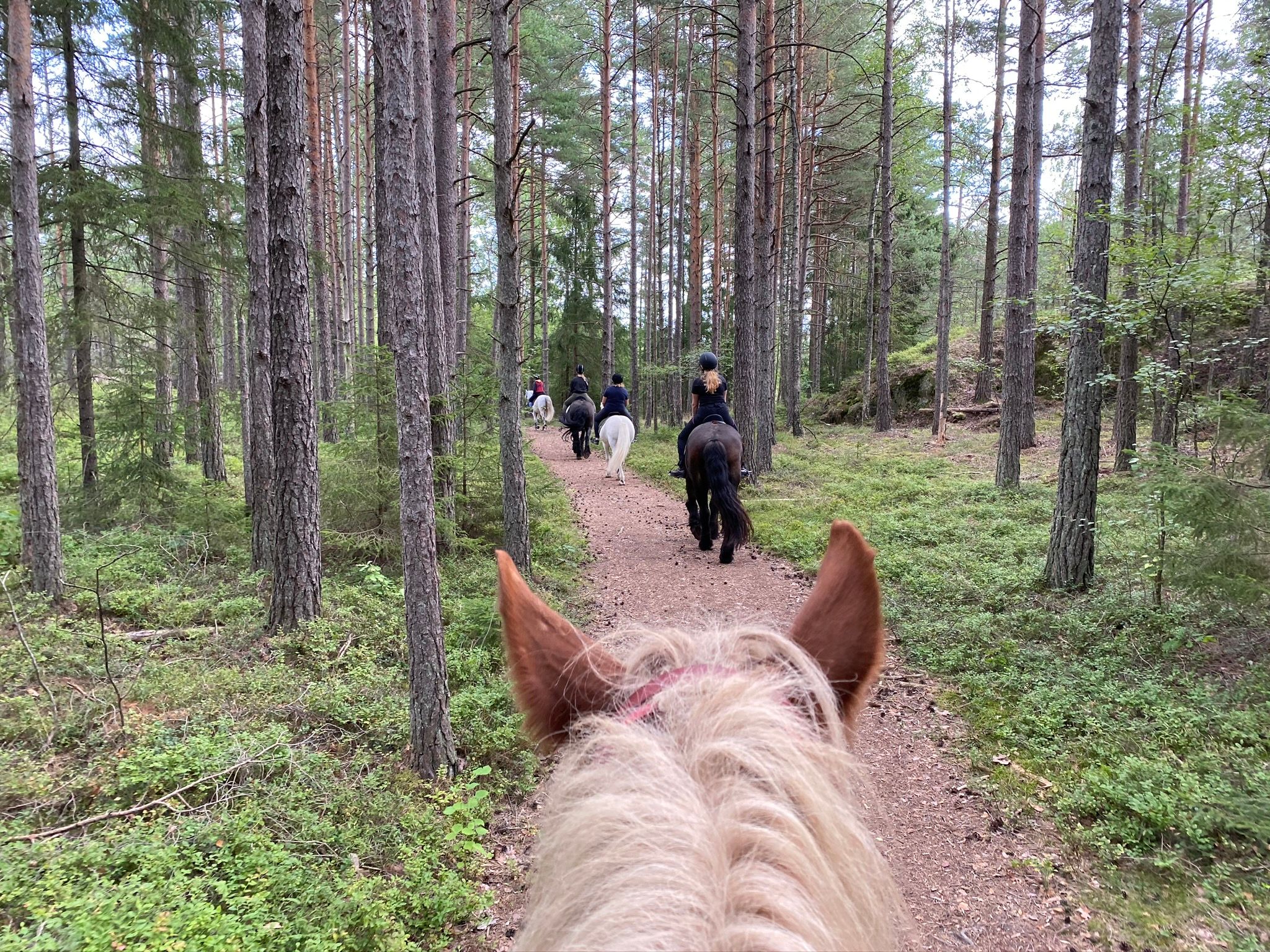 På ridetur i skogen, tatt fra hesteryggen.