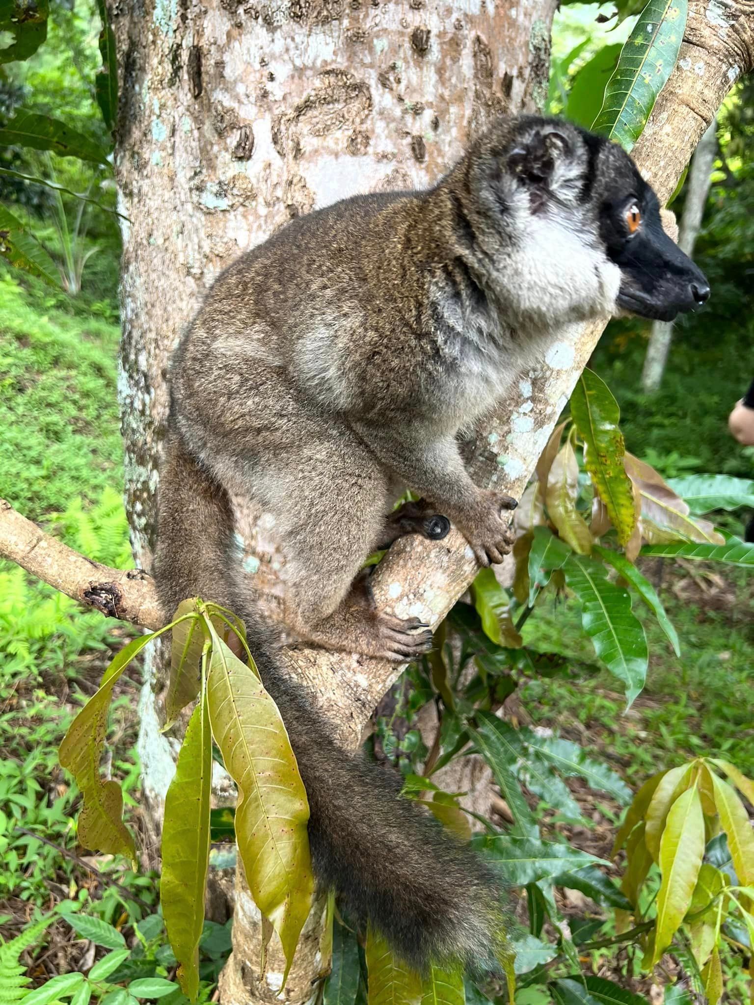Lemur