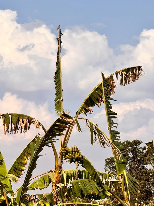 Palmetrær - palmegrener. Banantre