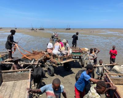Okser og kjerrer med elever oppi.