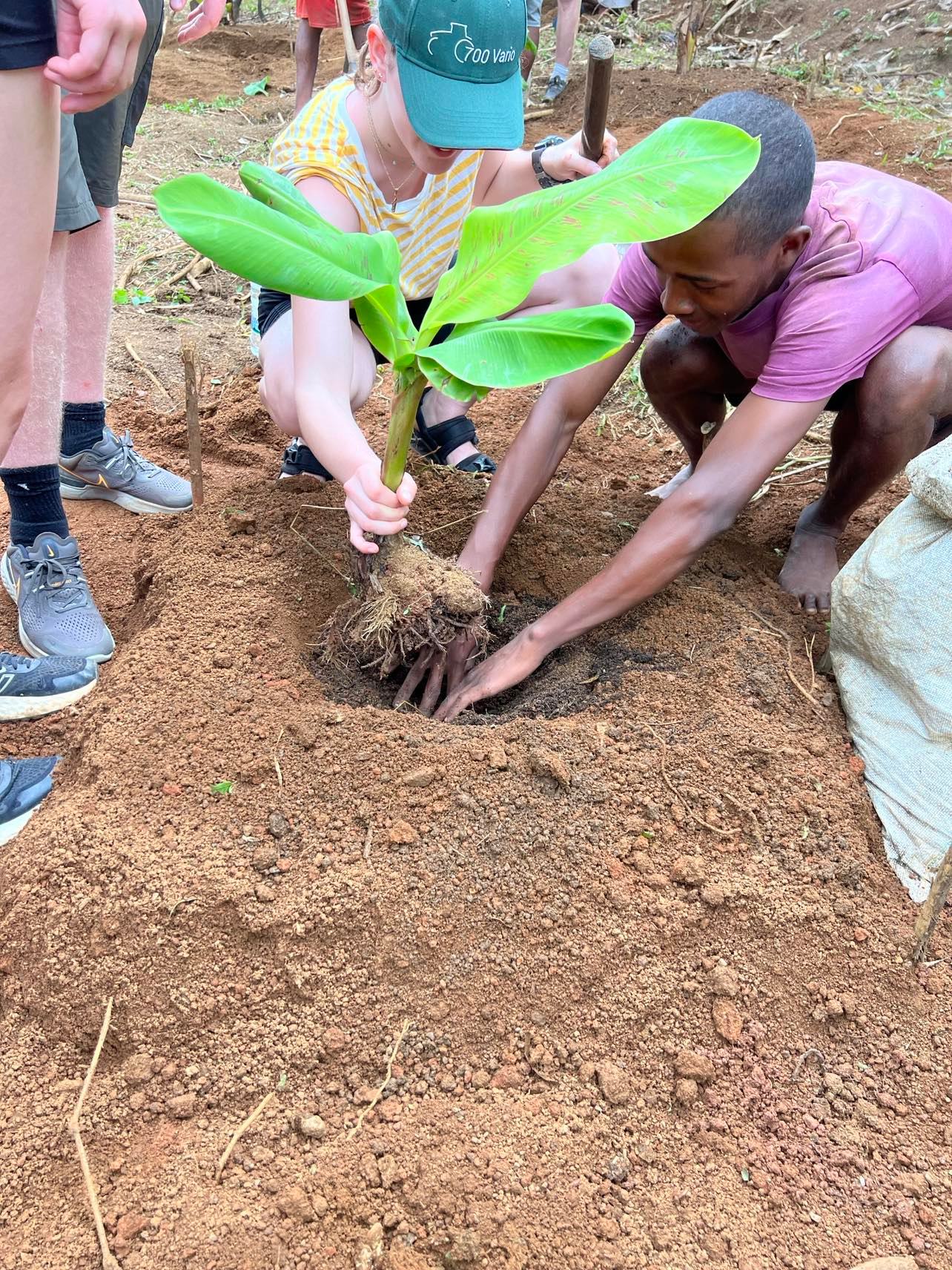 En bananplante som plantes. 