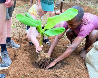En bananplante som plantes.