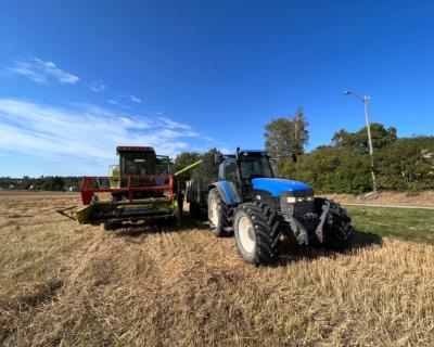 Skurtresker lesser av korn i tilhenger