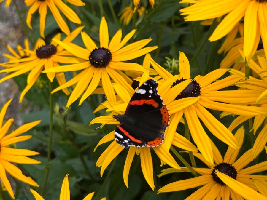 Gule blomster med sommerfugl i midten