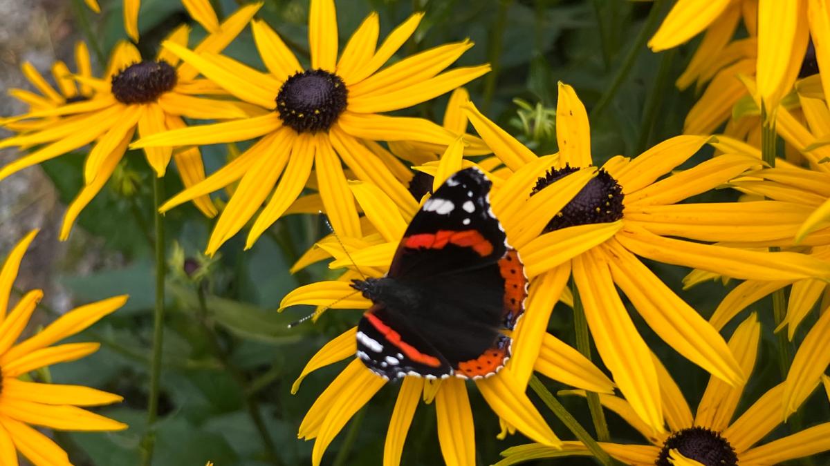 Gule blomster med sommerfugl i midten