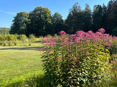 Blomster med grønn bakgrunn