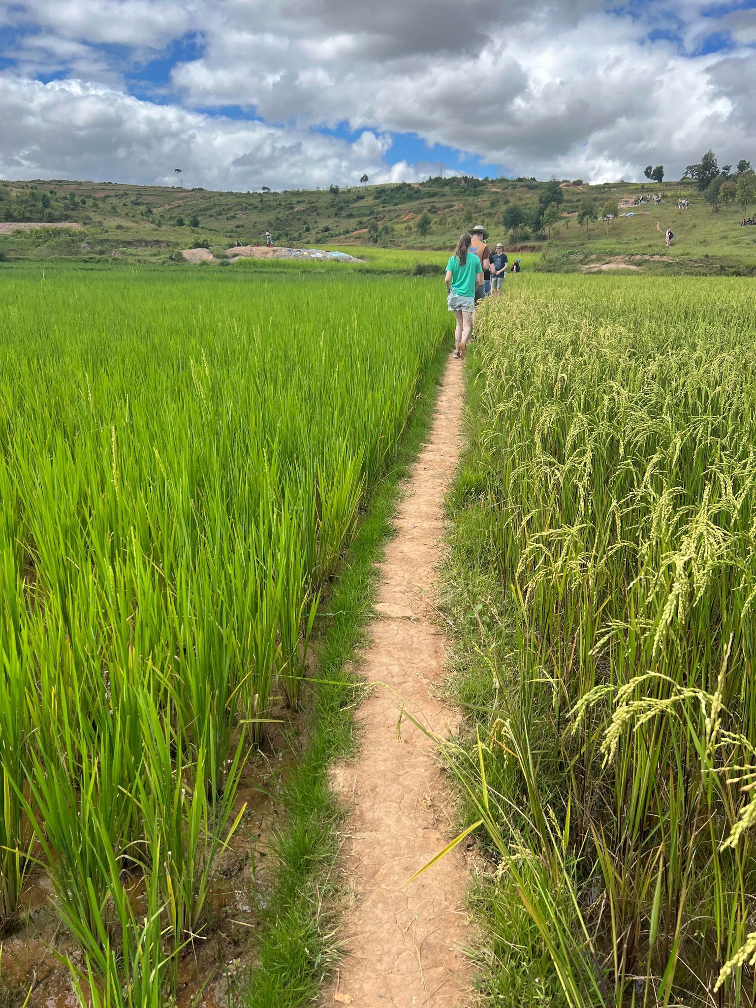 Rismark, elever går på sti gjennom. 