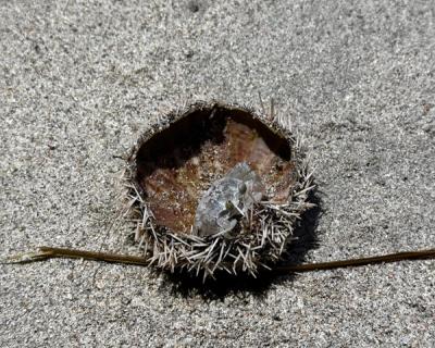 Krabbe som gjemmer seg i ei kråkebolle.