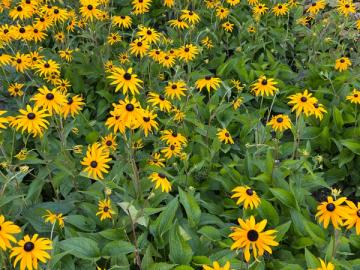 Gule blomster i parken på Tomb