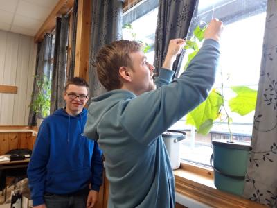 Elev i vinduet binder opp plante