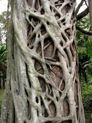 strangler-fig