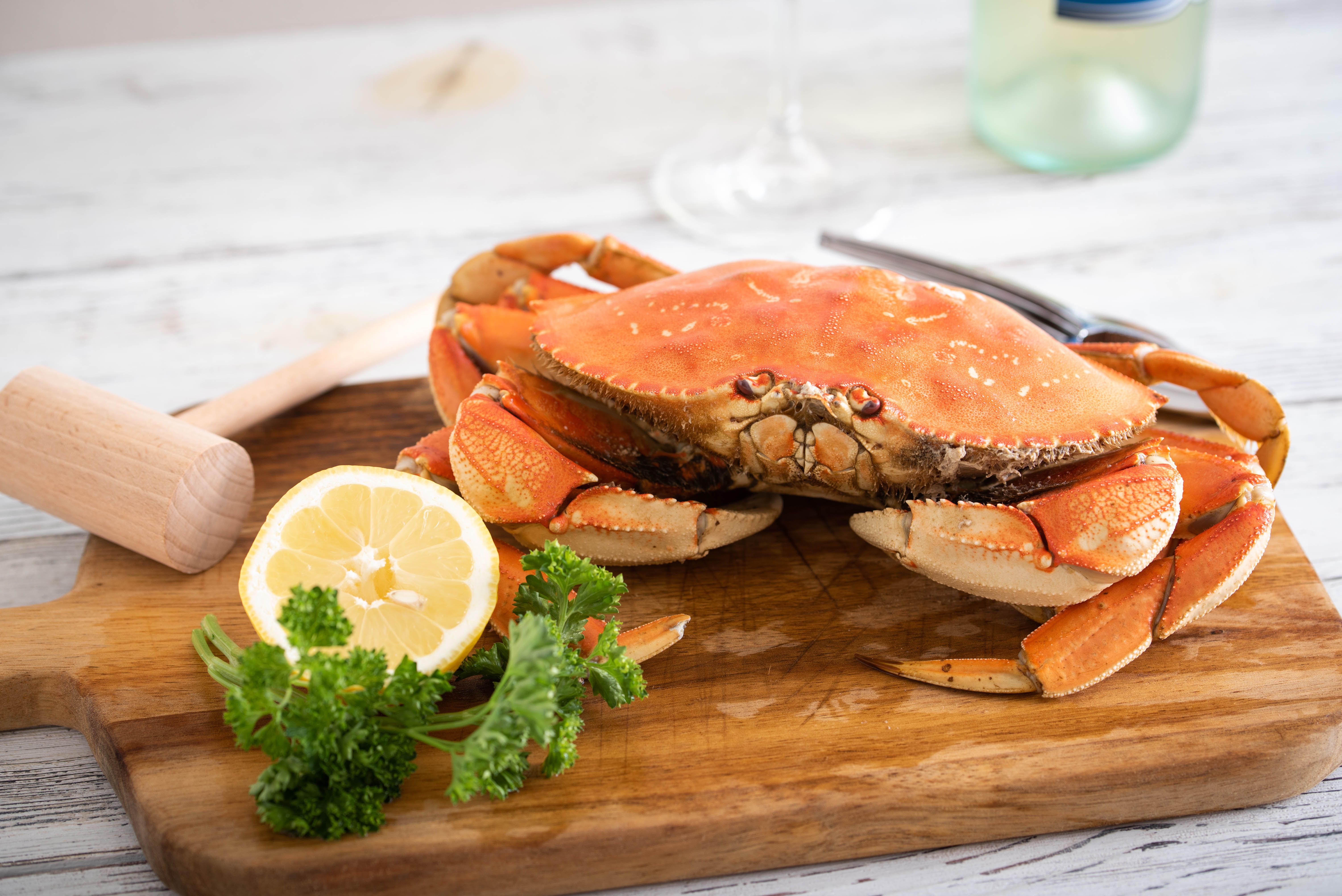 dungeness crab