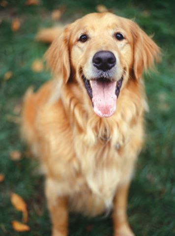 Golden Retriever