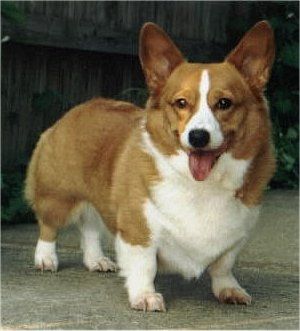 Cardigan Welsh Corgi