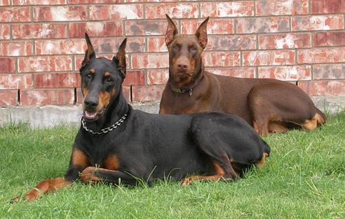 Doberman Pinscher