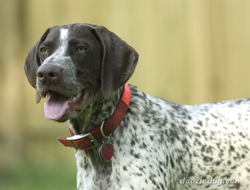 German Shorthaired Pointer