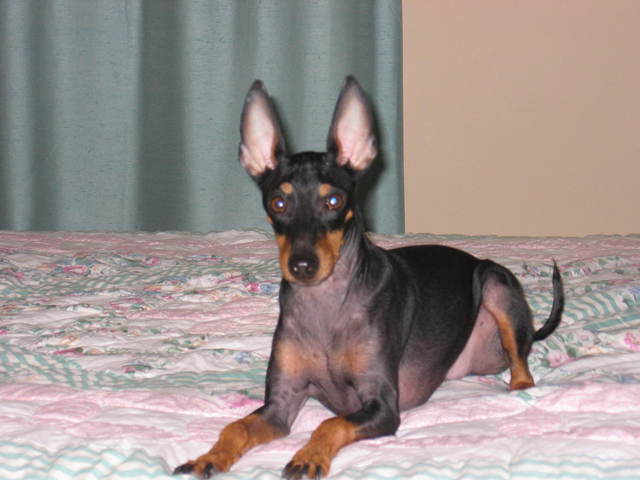 Manchester Terrier (Standard)