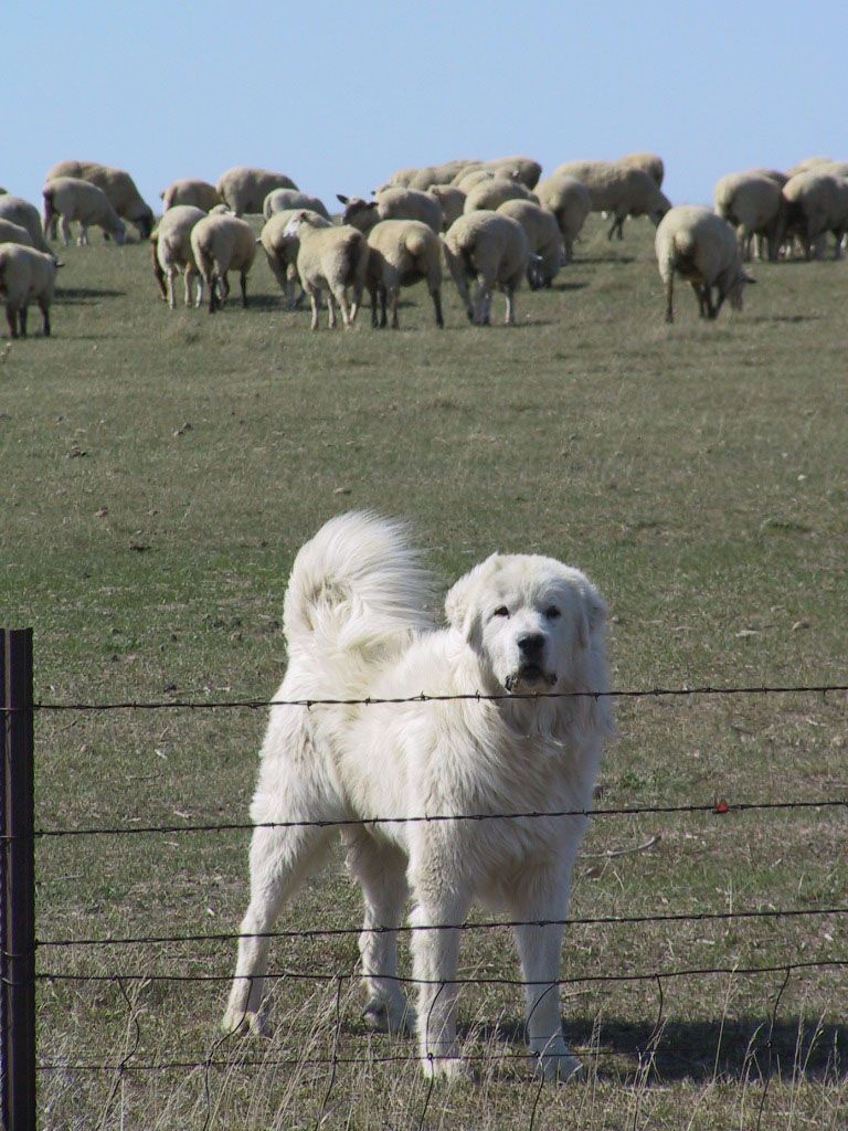 Great Pyrenees