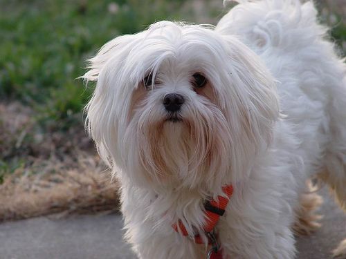 Maltese