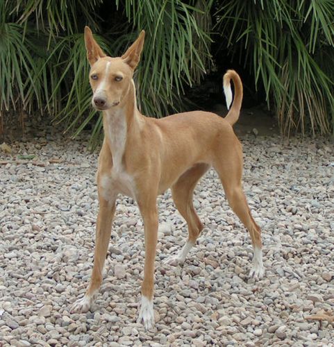 Ibizan Hound