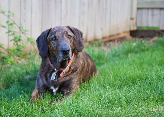Plott Hound