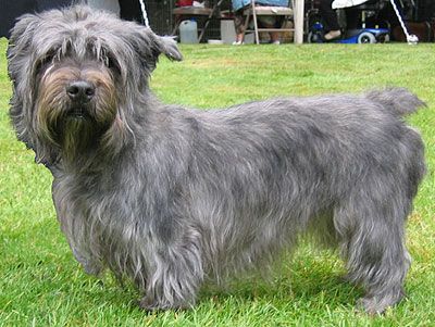 Glen of Imaal Terrier