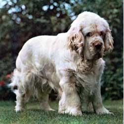 Clumber Spaniel
